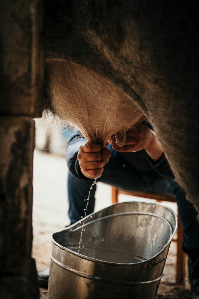 Restaurant photo zeigt, wie eine Kuh in Italien traditionell von Hand gemolken wird – authentisches Bild handwerklicher Milchproduktion.