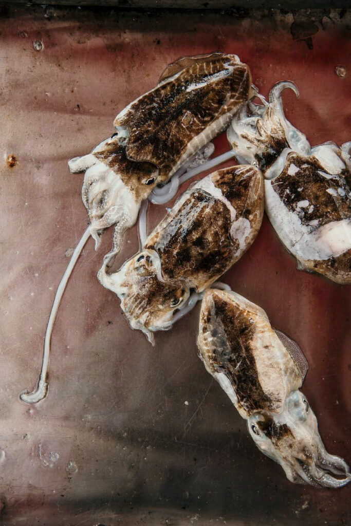 Restaurant Marketing Instagram zeigt frisch gefangene Calamari auf einem Fischmarkt in Italien – authentische Food-Präsentation für Social-Media-Content.