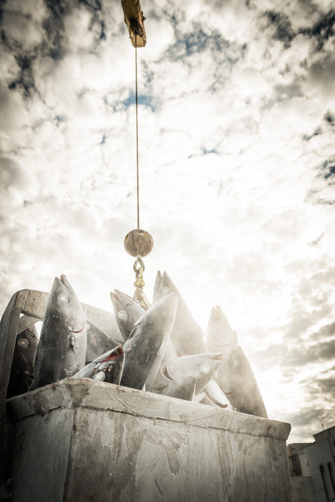 Food photography zeigt gefrorenen Thunfisch beim Fisherpoets Gathering in Astoria, Oregon, USA – frisch vom Fang, entladen von mexikanischen Arbeitern in Warrenton, höchste Sashimi-Qualität für den Export nach Japan.