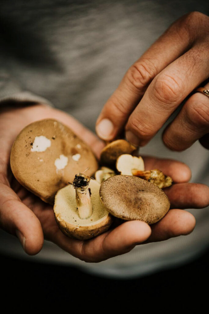 Gesammelte Pilze auf den Händen eines Sammlers in Brandenburg – authentisches Food-Foto mit Fokus auf Frische und Naturprodukte.