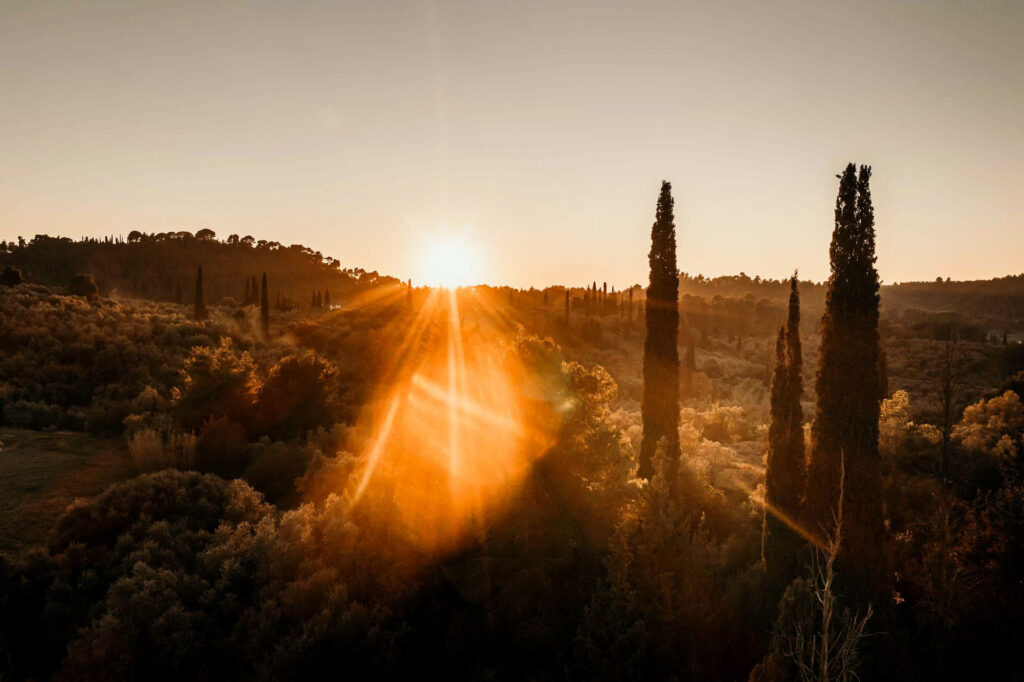 Olivenhain mit Zypressen während des Sonnenuntergangs in Griechenland – stimmungsvolle Landschaft der mediterranen Olivenölproduktion in warmem Abendlicht.