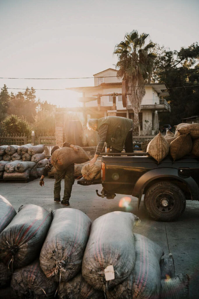 Frisch geerntete Oliven werden an einer traditionellen Olivenölmühle in Griechenland abgeladen – authentische Szene handwerklicher Olivenölproduktion und mediterraner Landwirtschaft.