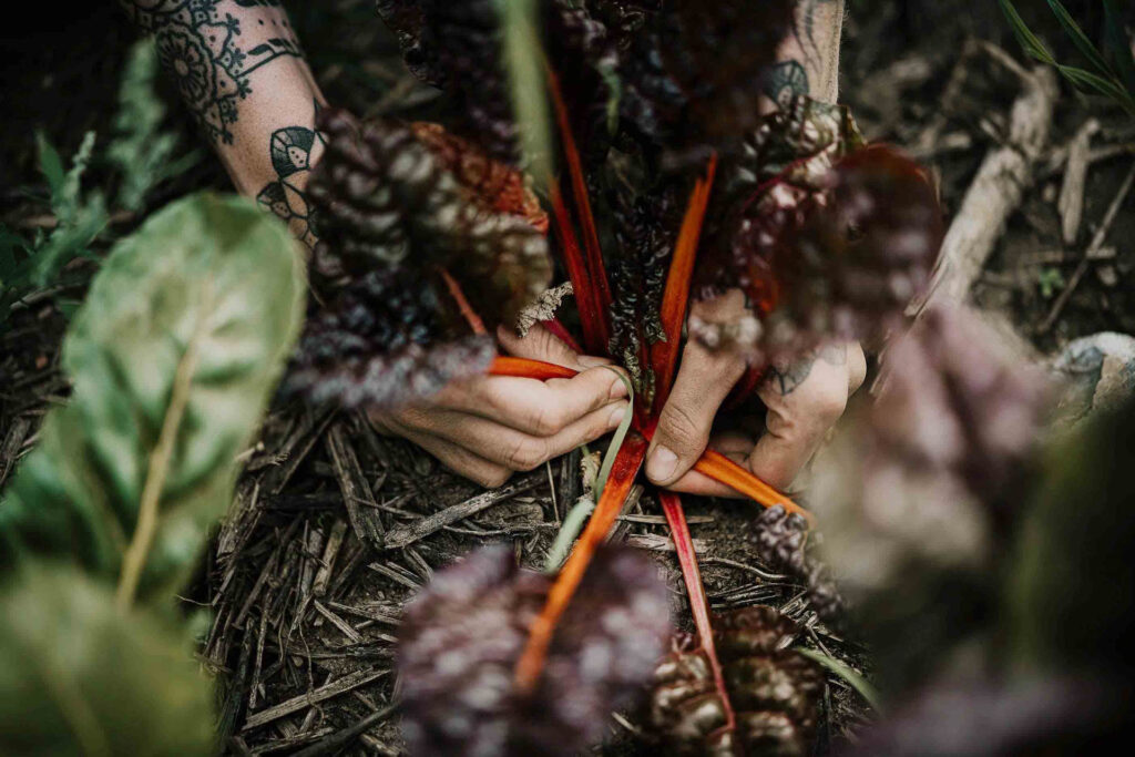 Foodfotograf erfasst die tätowierten Hände einer Frau beim Ernten von rotem Mangold, Close-up auf die frischen Blätter.