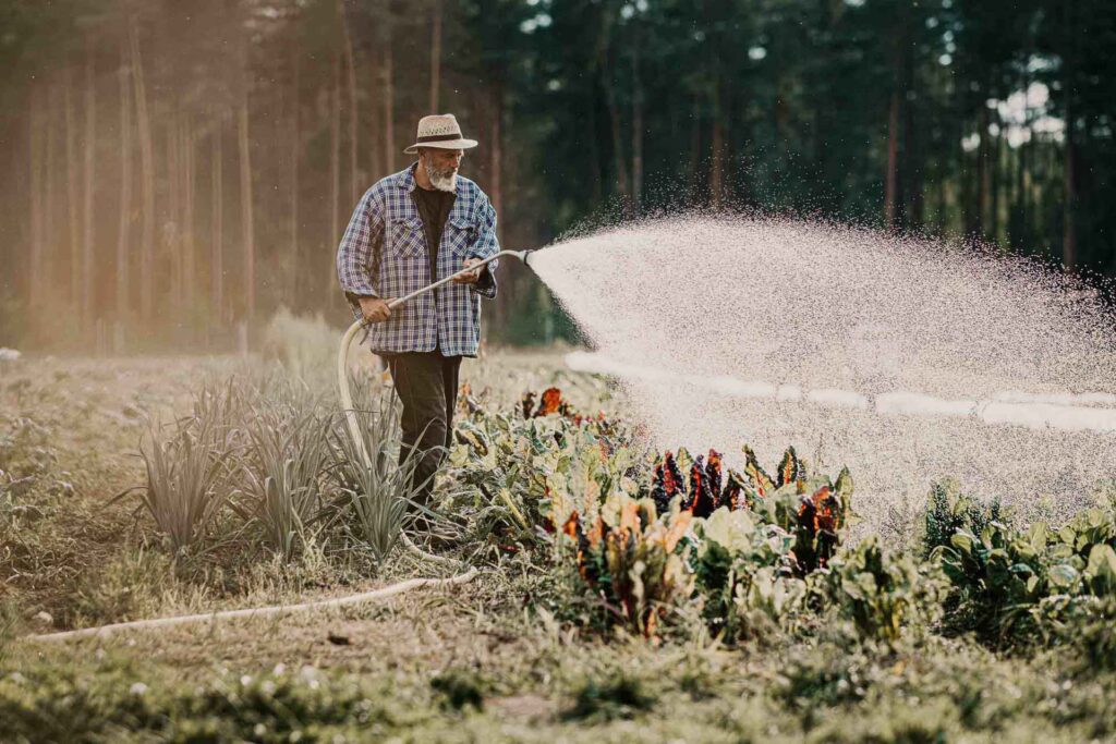 Foodfotograf fängt einen Gärtner ein, wie er sein Gemüse auf dem Biohof in Brandenburg sorgfältig wässert.