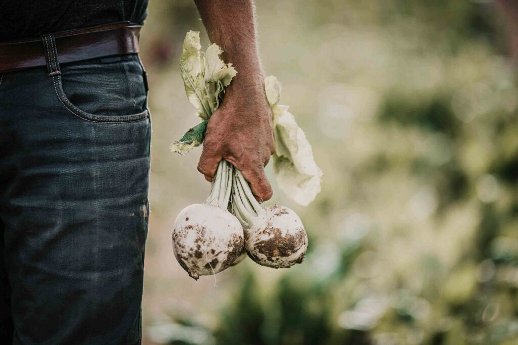 Foodfotografie Close-up von frisch geernteten Rüben, die ein Biogärtner stolz in der Hand hält.