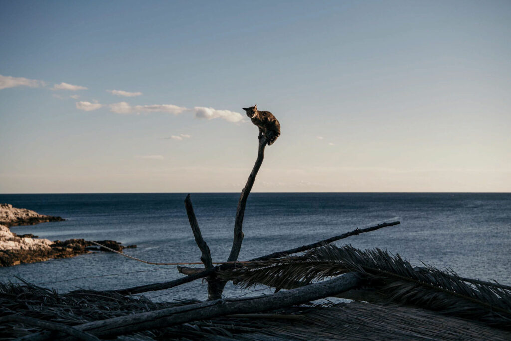 Food Fotografie Hamburg zeigt eine Katze, die auf einem Pfahl vor dem Meer sitzt – Blick vom Restaurant Pojoda auf Vis, Kroatien.
