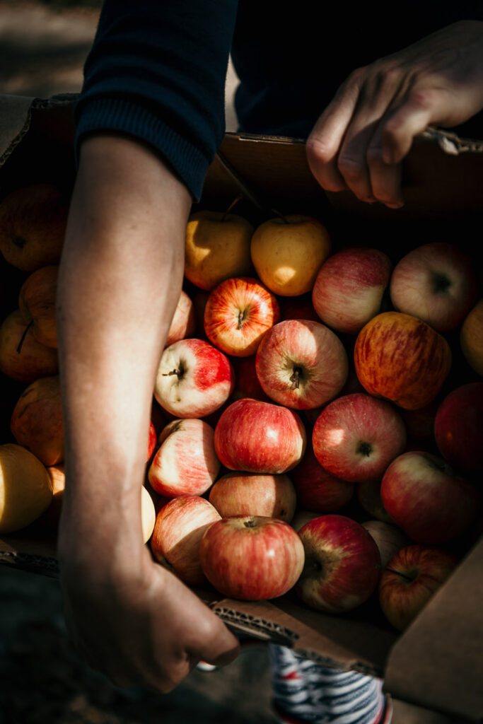 Foodfotograf zeigt Nahaufnahme von Händen, die Äpfel in einem Pappkarton halten – Matthias und Nicole Schilling, Landwirte auf der Insel Rügen, präsentieren regionale Landwirtschaft authentisch.