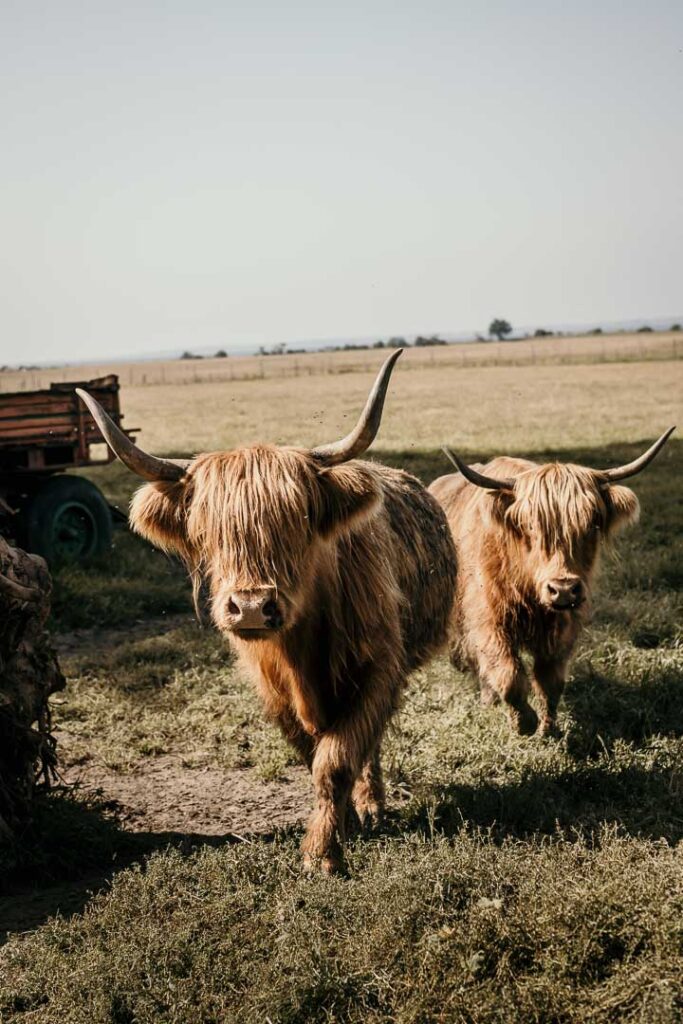 Restaurant Marketing Ideas zeigt Loghorn-Kühe von Matthias und Nicole Schilling, Landwirten in Direktvermarktung auf der Insel Rügen – authentische Präsentation regionaler Landwirtschaft.