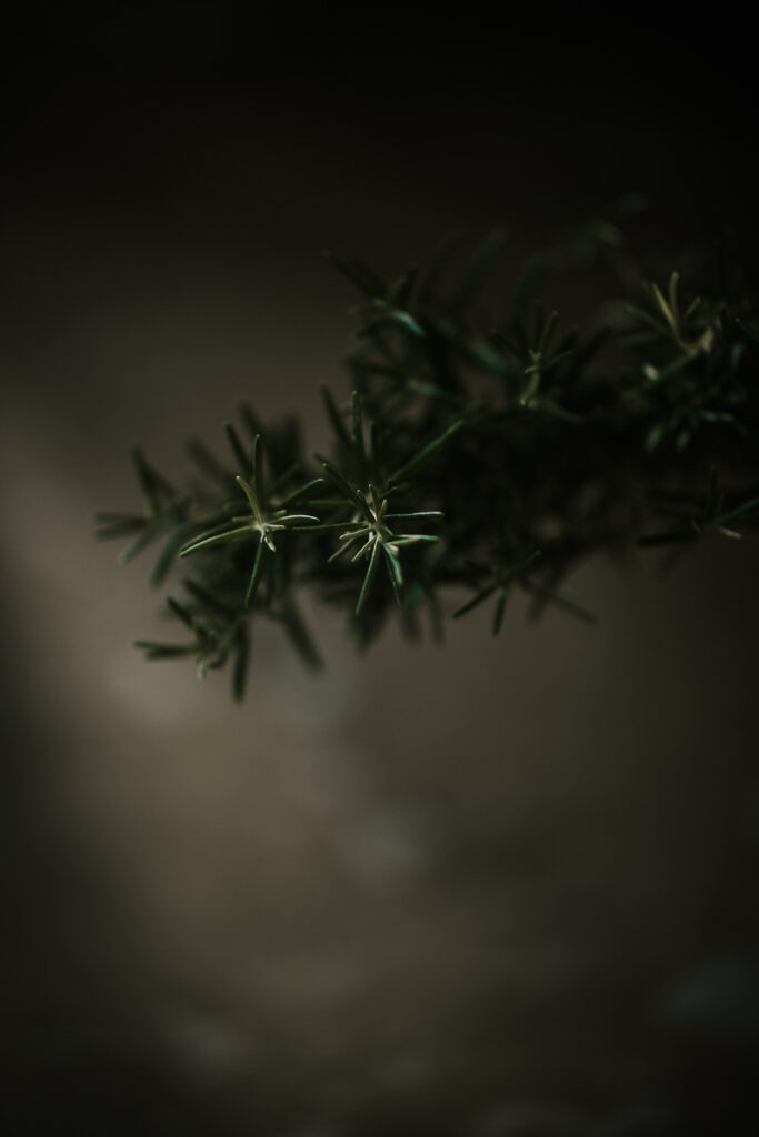 Food-Close-up eines frischen Rosmarinzweigs, detailreich und stimmungsvoll inszeniert von einem professionellen Foodfotograf Berlin.