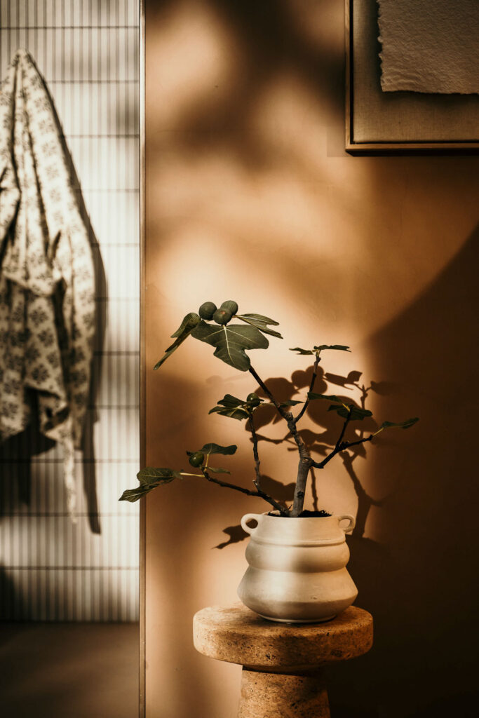 Eine Topfpflanze Feige mit grünen Blättern in einem weißen Blumentopf auf einem Korktisch von Vitra in einem Badezimmer