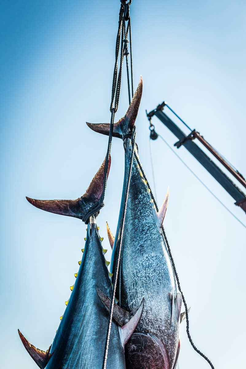 Noch vor Sonnenaufgang beginnt ein Ritual, das seit Generationen weitergegeben wird. Kraft, Timing und Erfahrung entscheiden über den Ausgang auf offener See.